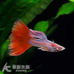 真紅眼日本藍紅尾禮服緞帶孔雀 對魚 2.5~3.5cm