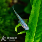 類星體 美達卡 2~2.5cm