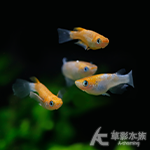 紅色蕾絲 美達卡 2~2.5cm