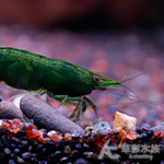 綠翡翠蝦 1~1.5cm