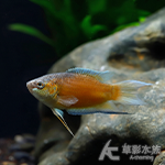 冰藍蓋斑鬥魚 4cm