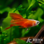 血豔紅帆孔雀 對魚 2~3cm