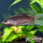 閩南鬥魚 漳州雲霄型 5~6cm