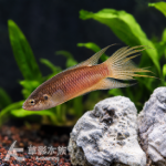 閩南鬥魚 漳州和平型 3.5~4.5cm