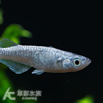 龍鱗 美達卡 2~2.5cm
