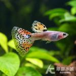 金屬紅草尾緞帶孔雀 對魚 2.5~3.5cm