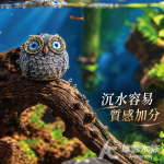 銀羽貓頭鷹 湛藍