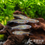 傑氏波魚 2~2.5cm