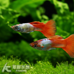 大紅袍孔雀 公魚 2.5~3cm