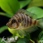 穆麗金頭珍珠虎 3.5~4cm