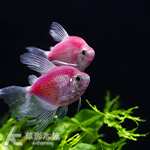 大帆紫磚 3~4cm