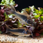紅眉綠鼠 6cm