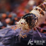 環帶蜜蜂蝦